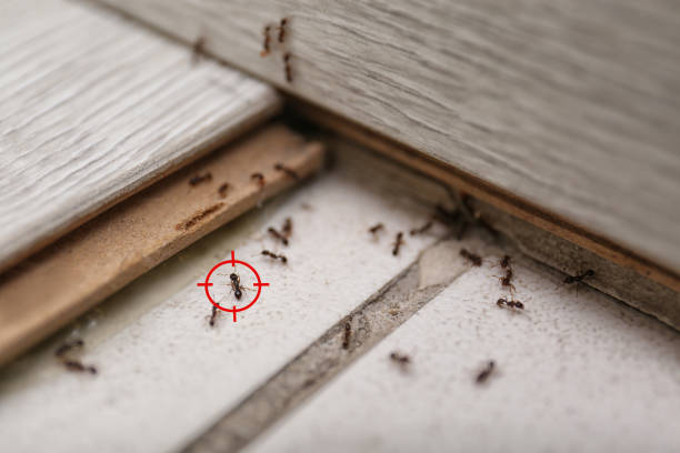 Best Pest Control Near Me  in Quincy, FL