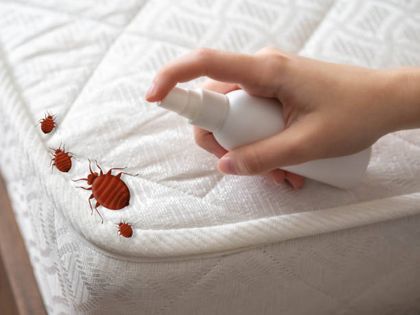 Best Spider Control Near Me  in Quincy, FL