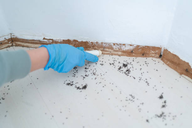 Best Best Pest Control Near Me  in Quincy, FL